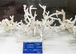 说明:L:\8858cc永利官网宣传片素材\8858cc永利官网2016微信公众号推送文件\照片\南海珊瑚礁生物标本馆以及部分科考展品-2.jpg